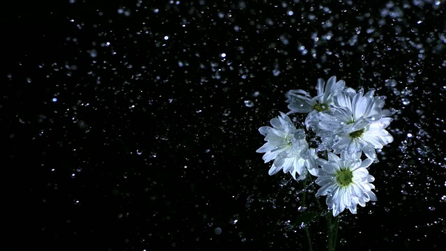 SLO MO CU Studio在黑色背景下拍摄了水滴落在白色雏菊上的画面视频素材