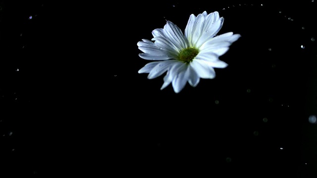 SLO MO CU Studio在黑色背景下拍摄白色雏菊和水滴视频素材