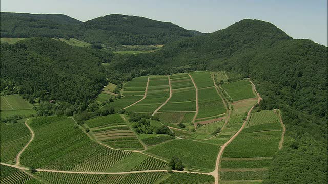 空中葡萄园在丘陵景观，阿尔伯斯韦勒，莱茵兰，德国视频素材