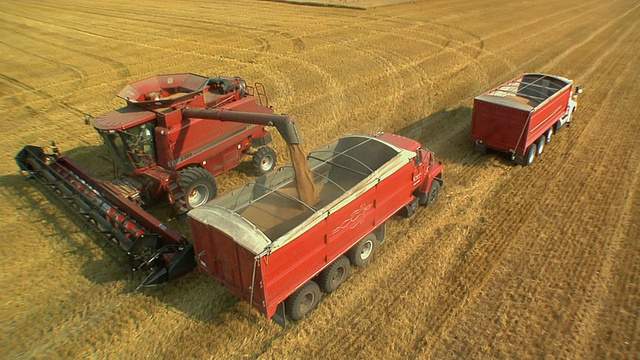 WS HA成熟的小麦正从联合收割机倒到谷物卡车，东格兰福克斯，美国明尼苏达州视频下载
