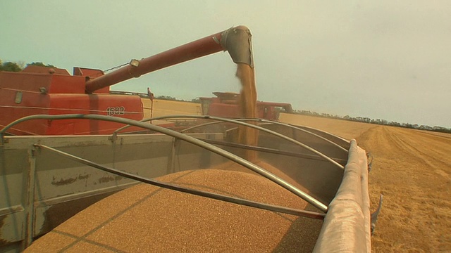 美国明尼苏达州东格兰德福克斯，成熟的小麦从联合收割机倒到谷物卡车上视频下载