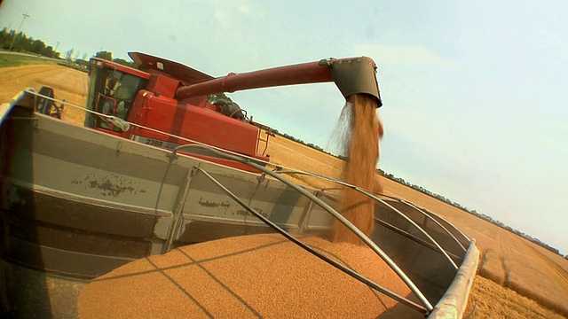 美国明尼苏达州东格兰德福克斯，成熟的小麦正从联合收割机倾倒到谷物卡车上视频下载
