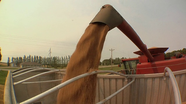 美国明尼苏达州东格兰福克斯，成熟的小麦正从联合收割机倒到谷物卡车上视频下载