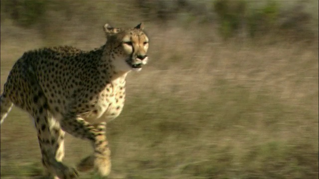 中镜头跟踪拍摄猎豹穿过草地/南非开普敦视频下载