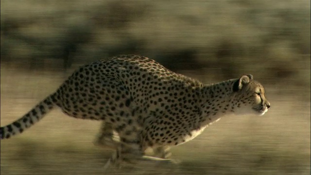 猎豹奔跑的中镜头跟踪侧视图/开普敦，南非视频下载