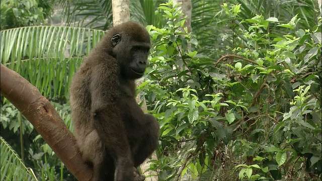 中镜头大猩猩站在树枝上，以绿叶为背景，拍打胸部/喀麦隆视频下载