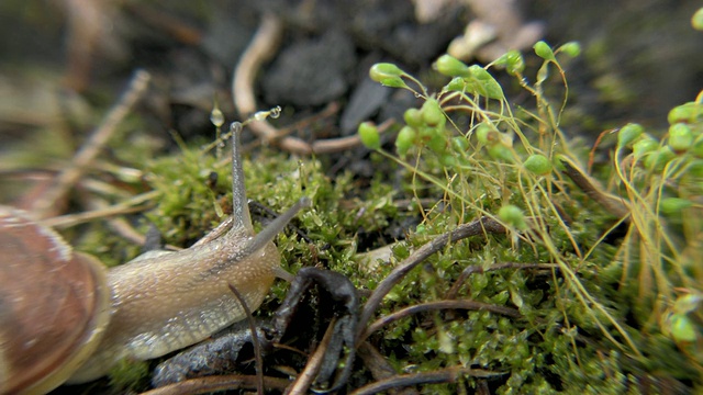 CU食用蜗牛(螺旋番茄)缓慢地移动在地面上，纽约，纽约，美国视频下载