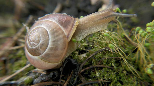 CU食用蜗牛(螺旋番茄)缓慢地移动在地面上，纽约，纽约，美国视频下载