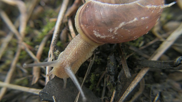 CU HA食用蜗牛(螺旋番茄)缓慢地移动在地面上，纽约，纽约，美国视频下载
