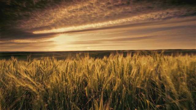 日落时的麦田，帕卢斯，美国华盛顿视频素材