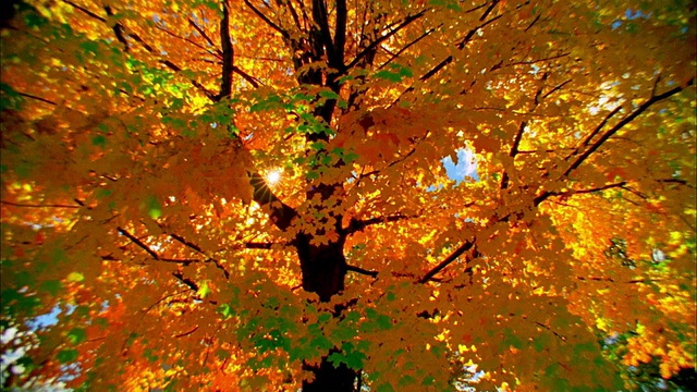 阳光透过树在秋天的颜色，新迦南，康涅狄格州视频素材
