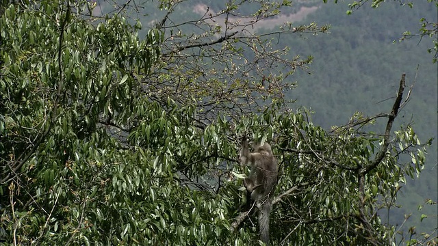 WS TS PAN金丝猴在树间跳跃，中国视频素材