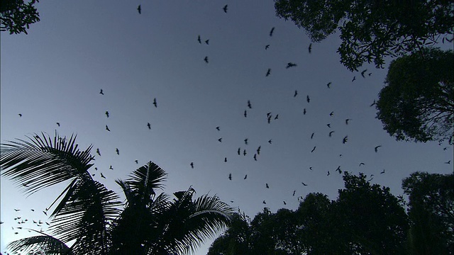 柬埔寨，飞狐在树上飞翔的剪影视频下载