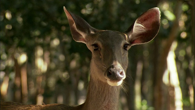 柬埔寨，摇摆着耳朵和鼻子的鹿视频下载
