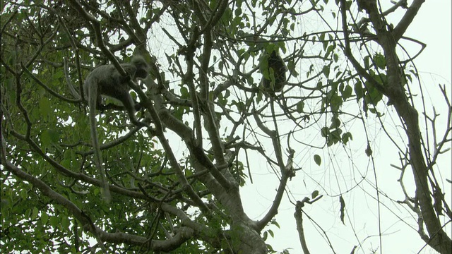泰国，叶猴在树上跳跃视频素材