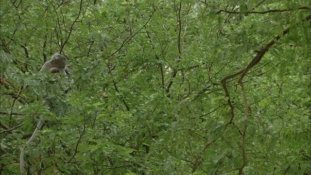 泰国，叶猴和宝宝在树上跳跃视频素材