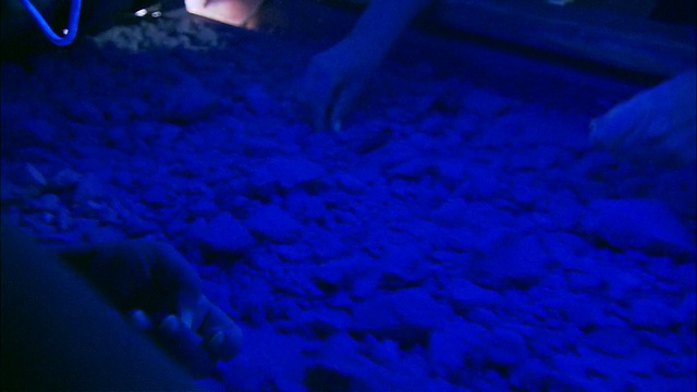 在紫外线下，人们在传送带上的泥土和岩石中筛选猫白石，澳大利亚南澳大利亚库伯佩迪视频素材