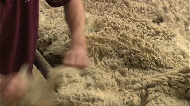 澳大利亚昆士兰州图乌巴，金色剪羊毛大赛中，母羊剪毛师在剪羊毛视频下载