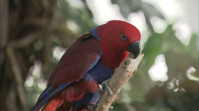 澳大利亚昆士兰凯恩斯市，树上栖息着红色和蓝色的鹦鹉视频素材
