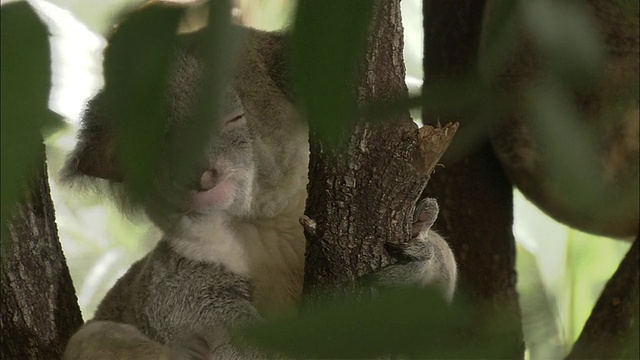 澳大利亚昆士兰凯恩斯，考拉女士(Phascolarctos cinereus)在树上抓挠耳朵后面视频素材