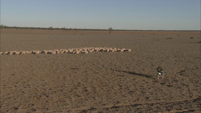 澳大利亚昆士兰州廷嫩布拉牧羊站，一名骑越野自行车的空中男子在沙漠中放羊视频素材