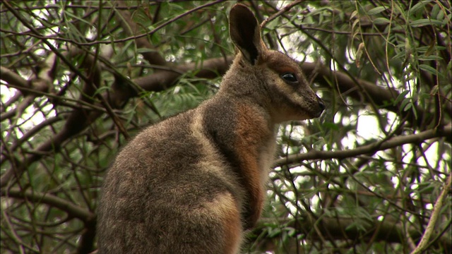MS小袋鼠(Macropus agilis)环顾四周，羽毛谷野生动物园，新南威尔士州，澳大利亚视频素材