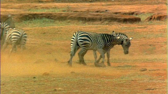 两只斑马在尘土飞扬的平原上打架/其他斑马跑过/非洲视频素材