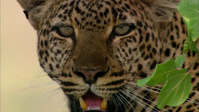 在非洲肯尼亚的画面中，一只气喘吁吁的雌豹看着CAM的2片叶子视频下载