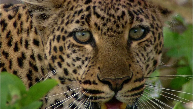 近距离观察树叶下的雌豹/潘转过头，看着CAM /肯尼亚，非洲视频素材