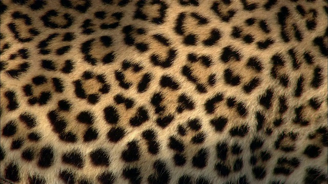 近距离观察豹边呼吸边移动的斑点/肯尼亚，非洲视频下载