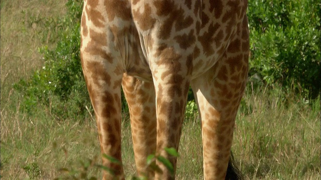 靠近长颈鹿的腿/平移身体到头部，因为它走在树后/肯尼亚，非洲视频下载
