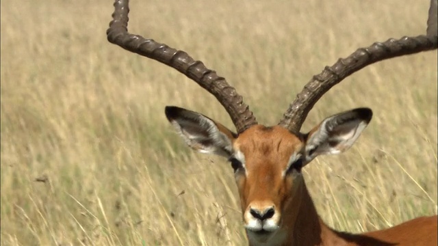 近距离观察黑斑羚在草地上行走的盘头/肯尼亚，非洲视频下载
