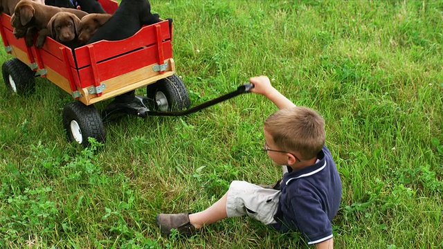 美国佛蒙特州桑德兰市，一名男孩试图拉着坐在玩具车上的女孩和拉布拉多小狗穿过草坪视频下载