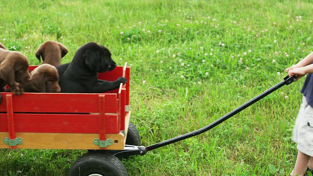 美国佛蒙特州桑德兰市的草坪上，男孩和女孩推着拉着拉布拉多小狗坐在玩具车上视频下载