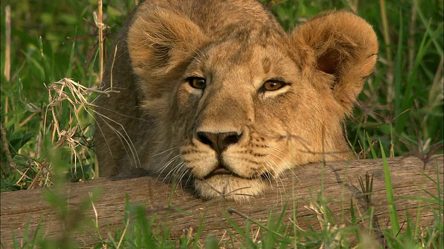 狮子幼崽把下巴搁在木头上/看着CAM /马赛马拉，肯尼亚视频素材