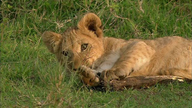 近距离的狮子幼崽躺在草地上玩着一块木头/咬树皮/马赛马拉，肯尼亚视频素材