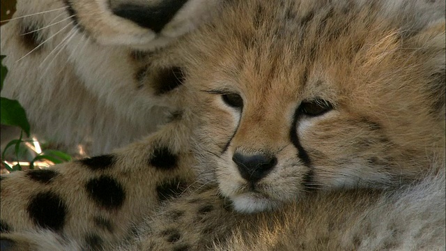 近距离的潘母猎豹梳理幼崽/马赛马拉，肯尼亚视频素材