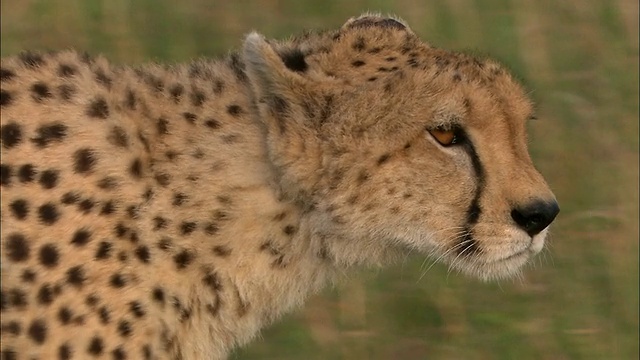 猎豹走过高草的特写跟踪镜头/马赛马拉，肯尼亚视频素材