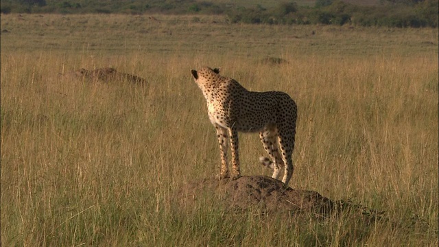 宽镜头的猎豹站在高高的草丛中的土堆上/环顾四周/肯尼亚马赛马拉视频素材