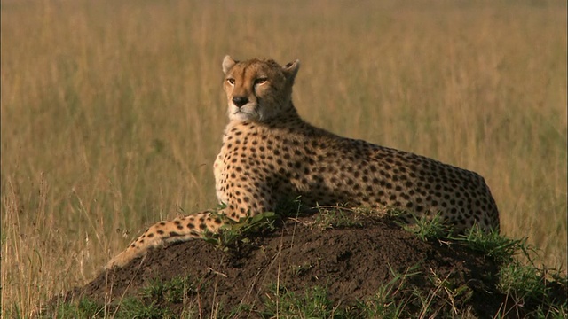 中等镜头的猎豹躺在高高的草丛中的土堆上/环顾四周/肯尼亚马赛马拉视频素材