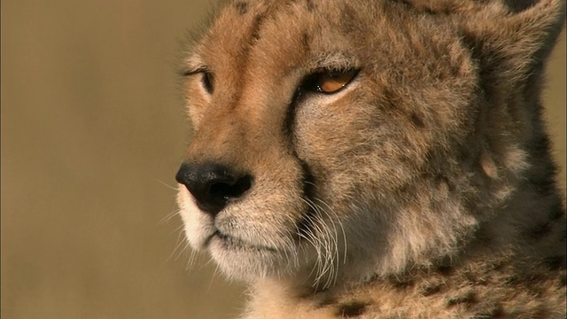 猎豹的特写/环顾四周/马赛马拉，肯尼亚视频素材