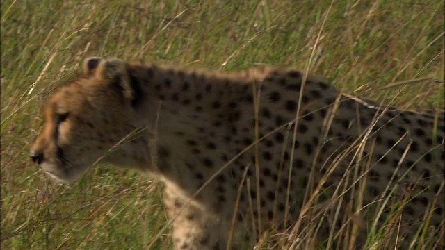 中等镜头跟踪拍摄猎豹走过高草，从一边到另一边看/马赛马拉，肯尼亚视频素材