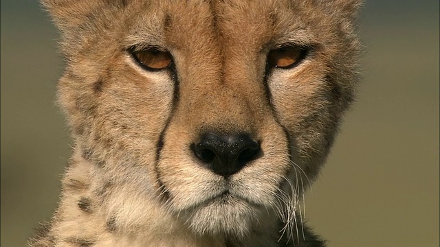 从斑点毛皮到猎豹的特写镜头在CAM /马赛马拉，肯尼亚视频下载