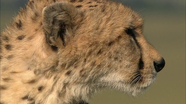 从斑点的毛皮到猎豹的侧面/转向看CAM /马赛马拉，肯尼亚视频素材