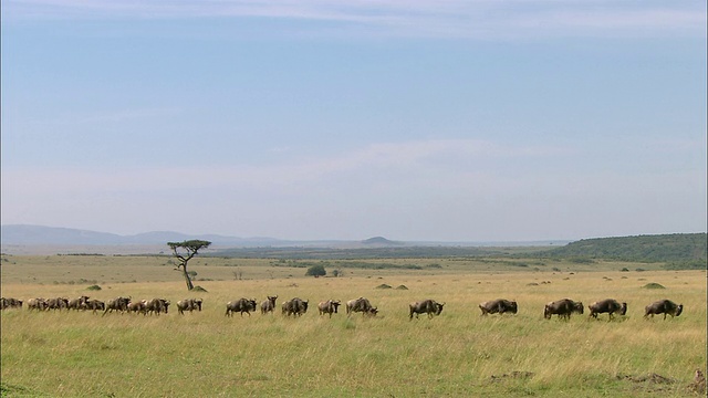 一群角马在肯尼亚的马赛马拉平原上迁徙视频素材