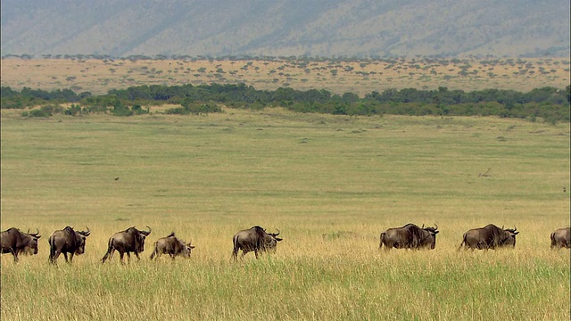 一群角马在肯尼亚的马赛马拉平原上迁徙视频素材
