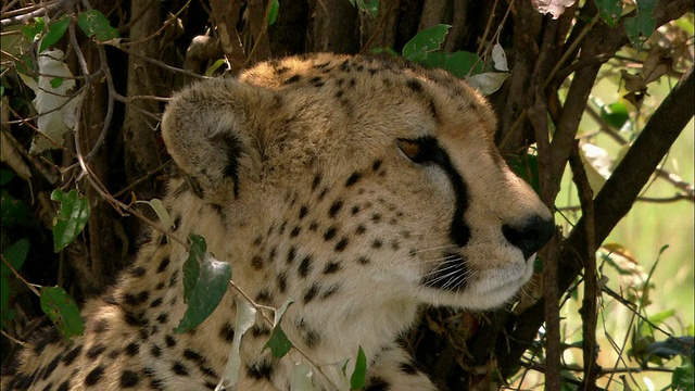 近距离猎豹的侧面看向远方/马赛马拉，肯尼亚视频素材