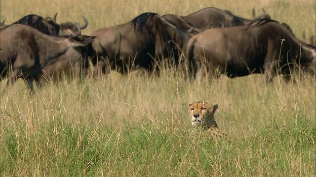 中等拍摄的猎豹躺在高高的草丛中，背景是一群正在迁徙的角马，肯尼亚的马赛马拉视频下载