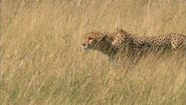 肯尼亚，马赛马拉，中镜头跟踪猎豹在高草丛中跟踪猎物视频下载