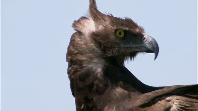 近距离观察周围的鹰/马赛马拉，肯尼亚视频素材